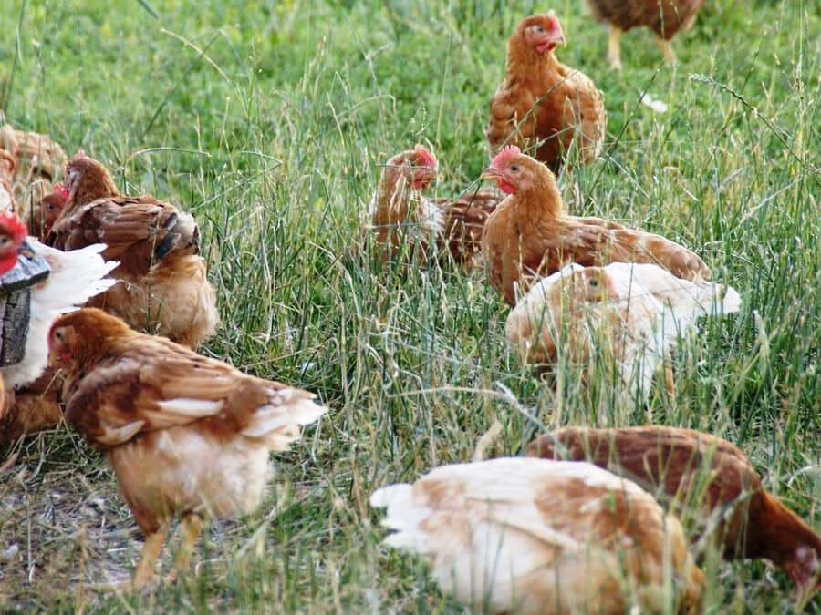 Bio-Hühner